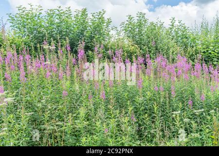 Rosebay Willowherb / Epilobium angustifolium Kolonie neben einer ländlichen Hecke am Straßenrand. Junge Blätter können gekocht gegessen werden & wurde als Heilpflanze verwendet. Stockfoto