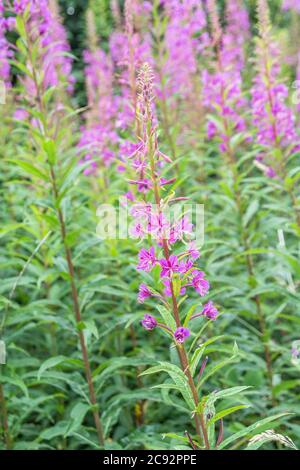 Rosebay Willowherb / Epilobium angustifolium Kolonie neben einer ländlichen Hecke am Straßenrand. Junge Blätter können gekocht gegessen werden & wurde als Heilpflanze verwendet. Stockfoto