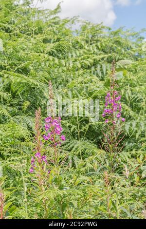 Rosebay Willowherb / Epilobium angustifolium Kolonie neben einer ländlichen Hecke am Straßenrand. Junge Blätter können gekocht gegessen werden & wurde als Heilpflanze verwendet. Stockfoto