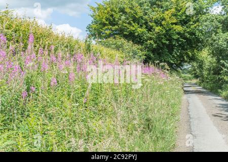 Rosebay Willowherb / Epilobium angustifolium Kolonie neben einer ländlichen Hecke am Straßenrand. Junge Blätter können gekocht gegessen werden & wurde als Heilpflanze verwendet. Stockfoto