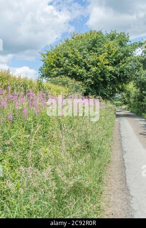 Rosebay Willowherb / Epilobium angustifolium Kolonie neben einer ländlichen Hecke am Straßenrand. Junge Blätter können gekocht gegessen werden & wurde als Heilpflanze verwendet. Stockfoto