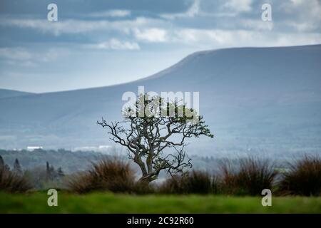 Blick in Richtung Pendle Hill, Clitheroe, Lancashire, Lancashire, Großbritannien Stockfoto