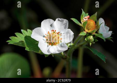 Die Blüte der Erdbeere auf dem Gemüsegarten schließen. Stockfoto