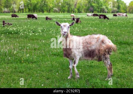 Die Ziege wird auf einem Rasen gemäht und schaut auf das Schießen. Stockfoto