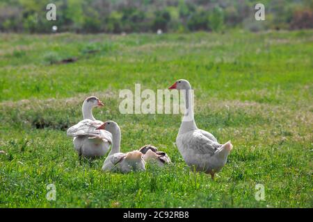 Mehrere Gänse gehen auf einem grünen Gras auf dem Feld, Landwirtschaft. Stockfoto