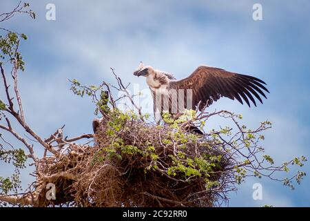 Cape Vulture (Gyps coprotheres) dehnt seine Flügel, während er tagsüber auf einem Nest in einem Baum steht, Südafrika Stockfoto