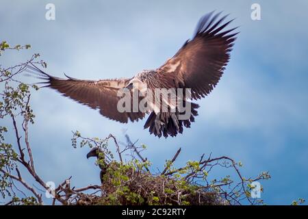 Cape Vulture (Gyps coprotheres) dehnt seine Flügel, während er tagsüber auf einem Nest in einem Baum steht, Südafrika Stockfoto