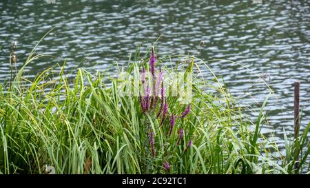 28/5000 ruhige Stimmung am Rheinufer Stockfoto