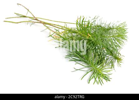 Blätter Euphorbia cyparissia, die Zypresse spurge. Isoliert Stockfoto