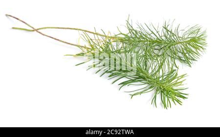 Blätter Euphorbia cyparissia, die Zypresse spurge. Isoliert Stockfoto