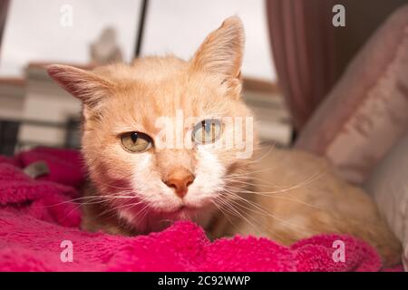 Ingwer Katze liegt auf einem Bett und genießt gestreichelt zu werden, Südafrika Stockfoto