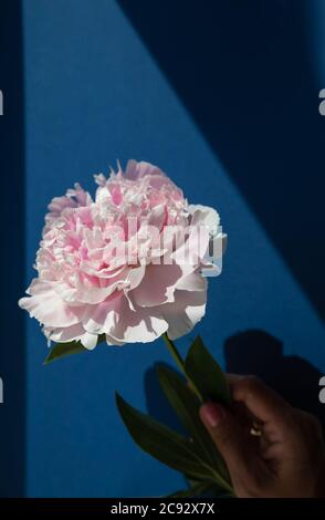 Pfingstrose Blume in einer Frau Hand vor einem blauen Hintergrund. Hand hält eine rosa große Pfingstrose, leer für die Werbung Text.Gardening und Blumenzucht. Blütenblätter Stockfoto