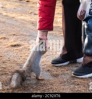 Im Herbst, im alten Stadtpark, füttert eine ältere Frau ein hübsches kleines Eichhörnchen aus ihrer Hand. Das Eichhörnchen steht auf seinen Hinterbeinen auf dem Boden. Schließen Stockfoto