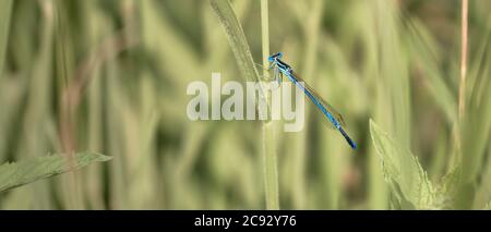 Libelle auf einem Grashalm Stockfoto