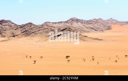 Verstreute Akazienbäume wachsen im Sand in der heißen, trockenen, unwirtlichen Umgebung der Namib-Wüste in Namibia, Südwestafrika Stockfoto