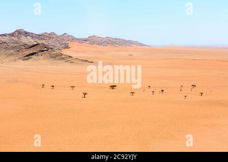 Verstreute Akazienbäume wachsen im Sand in der heißen, trockenen, unwirtlichen Umgebung der Namib-Wüste in Namibia, Südwestafrika Stockfoto