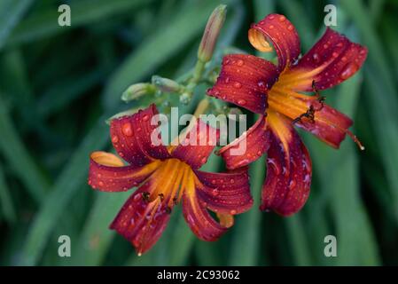Nahaufnahme von Wassertropfen auf den Blütenblättern der blühenden Seerosen. Stockfoto