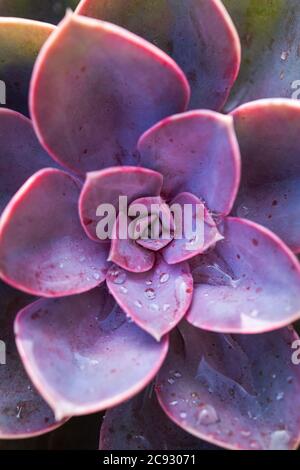 Nahaufnahme der lila Sukkulente mit Wassertropfen darauf. Stockfoto