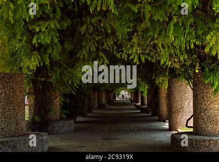 Eine Person geht zwei Hunde in einem dunklen schattigen Tunnel von Glyzinien Reben in einem Park in jerusalem während der Pandemie Quarantäne im Jahr 2020 Stockfoto