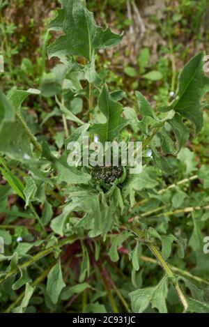 Crepis vesicaria Blume und Blätter aus nächster Nähe Stockfoto