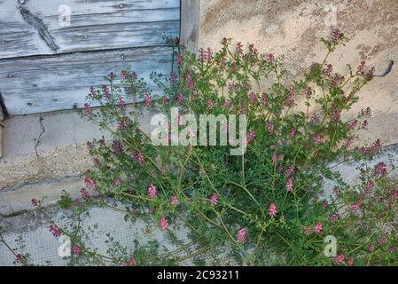 Fumaria officinalis blühende Pflanze Stockfoto