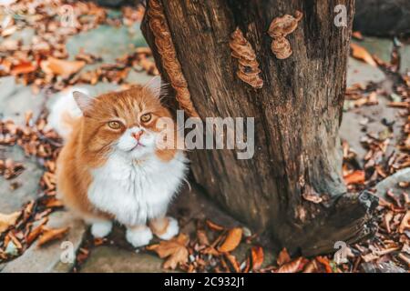 Flauschige weiß-Ingwer-gestreifte Katze, die neben einem mit Pilzen bedeckten Stumpf sitzt. Im Hintergrund gefallene Blätter auf dem Boden. Draufsicht. Stockfoto