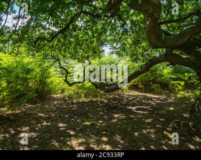 Die verdrehten Zweige einer alten Eiche in dichten Wäldern bei Skipwith Common, North Yorkshire, England Stockfoto