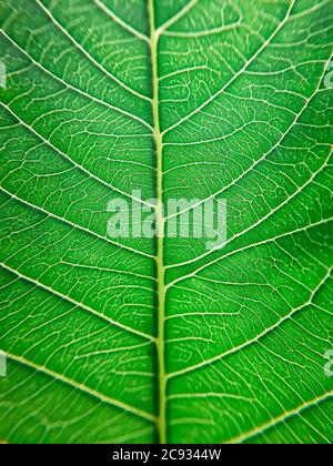 Handgeführte Makroaufnahme eines trockenen Blättern der heiligen Feige gegen die Sonne und den blauen Himmel. Extreme Details in der Natur Stockfoto