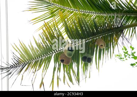 Nahaufnahme Baya Weaver Vogel, der an einem Nest arbeitet, das an einer Palme hängt. Stockfoto