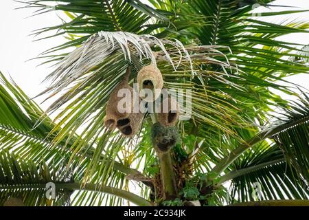 Nahaufnahme Baya Weaver Vogel, der an einem Nest arbeitet, das an einer Palme hängt. Stockfoto