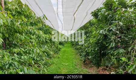 Kirschbäume in einem Obstgarten. Über den Bäumen wurde ein Netz aufgehängt, um die Früchte vor Vögeln zu schützen. Stockfoto