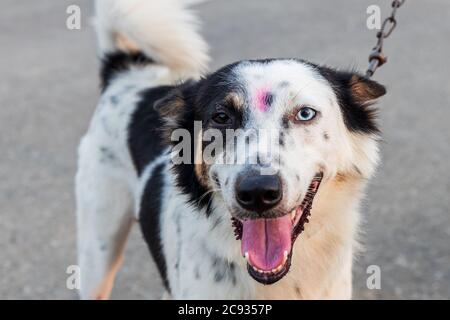 Zwischen Border Collie und Siberian Husky hat der Hund einen seltenen und ungewöhnlichen Zustand, in dem die Augen verschiedene Farben haben. Stockfoto