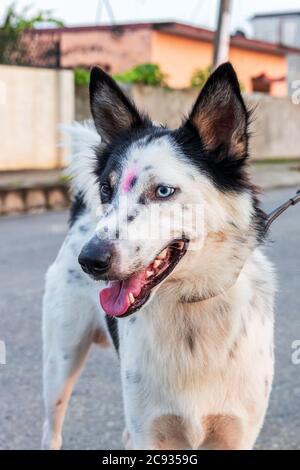 Zwischen Border Collie und Siberian Husky hat der Hund einen seltenen und ungewöhnlichen Zustand, in dem die Augen verschiedene Farben haben. Stockfoto