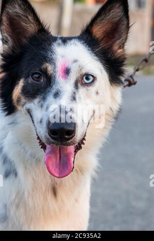 Zwischen Border Collie und Siberian Husky hat der Hund einen seltenen und ungewöhnlichen Zustand, in dem die Augen verschiedene Farben haben. Stockfoto