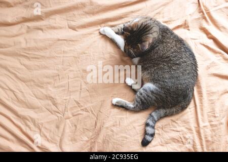 Graue tabby Katze liegt auf dem Bett. Zusammensetzung des häuslichen Lebensstils. Stockfoto