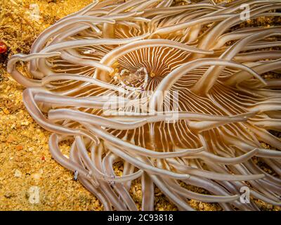 Holthuis Cleaner Shrimp, Ancylomenes holthuisi an einem tropischen Korallenriff von Puerto Galera auf den Philippinen. Diese transparente Garnele versteckt sich unter den Tentakeln einer schönen Seeanemone Stockfoto