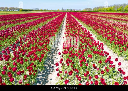 Luftaufnahme von blühenden Tulpenfeldern in den Niederlanden Stockfoto