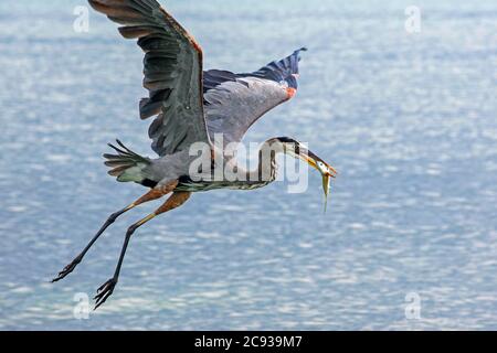 Blaureiher (Ardea herodias) beim Start mit gefangenem Jungmarlinfisch in Belize in der Karibik Stockfoto