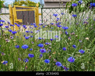 Üppig blaue Basilisk Kornblumen wachsen dicht vor gelben Metall Wicket Tür und Cottage House auf dem Hintergrund. Stockfoto