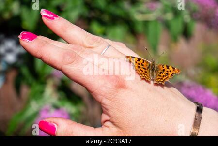 Schmetterling auf der Hand argynnis paphia Silber-gewaschen fritillary Schmetterling Stockfoto