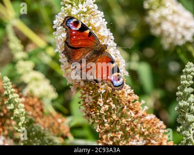 pfauenschmetterling auf einer Buddleja davidii Stockfoto
