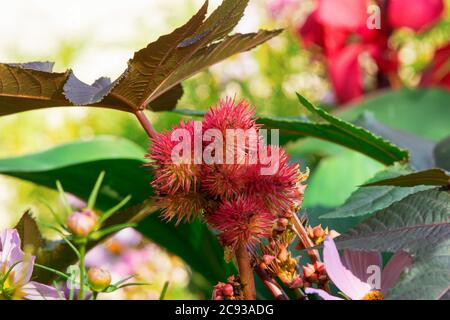 Ricinus communis oder Carmencita, auch Rizinusöl-Pflanze. Nahaufnahme. Mehrjährige blühende Pflanze in der Familie der Spurgen, Euphorbiaceae. Es ist die einzige Art Stockfoto