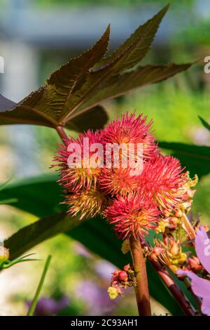 Ricinus communis oder Carmencita, auch Rizinusöl-Pflanze. Nahaufnahme. Mehrjährige blühende Pflanze in der Familie der Spurgen, Euphorbiaceae. Es ist die einzige Art Stockfoto