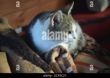 Katze liegt auf Deckeldecke Stockfoto
