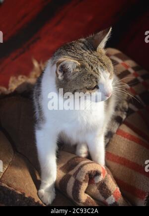Katze liegt auf Deckeldecke Stockfoto
