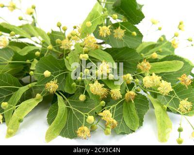 Linden Blumen vor weißem Hintergrund Stockfoto