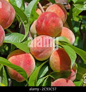 Reife Pfirsiche, Prunus Persica, am Baum Stockfoto