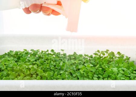 Bewässerung mit Wasser, Pflanzenpflege Micro Greens. Gesundes Leben, bleiben junge Restaurant Küche Konzept Stockfoto