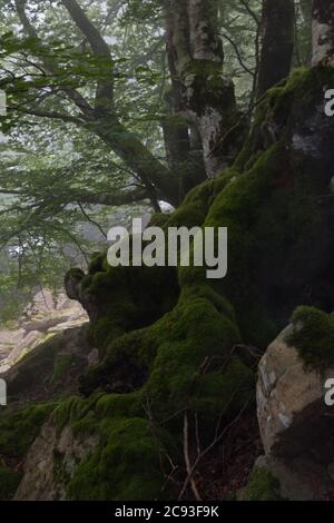 Moos gewachsener Baum in düsterer, geheimnisvoller, märchenhafter, nebliger Landschaft Stockfoto