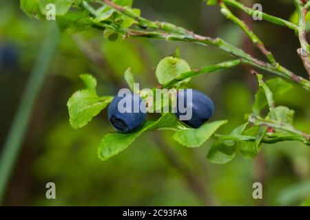 Nahaufnahme von zwei blauen Beeren, die Frucht der Heidelbeere Stockfoto